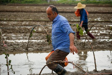 آماده سازی خزانه برنج