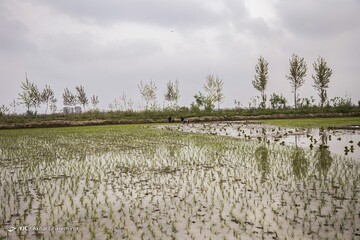 آماده سازی خزانه برنج