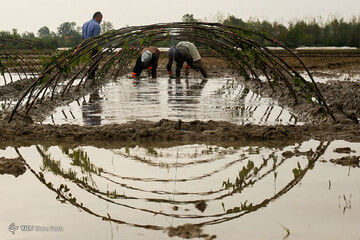 ببینید | آماده سازی خزانه برنج در شالیزار