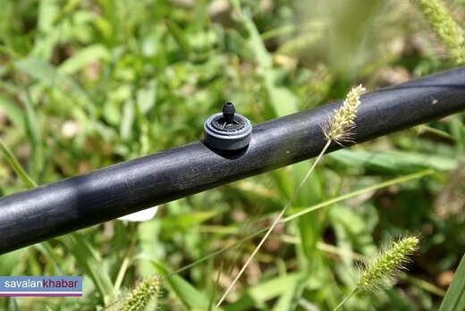 ۸۰ هکتار باغ زیتون در کشت و صنعت مغان کاشت می شود