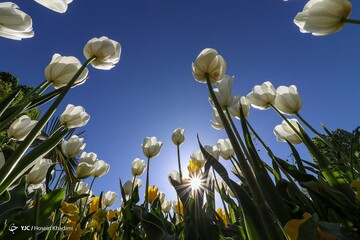 جشنواره گل های لاله در اراک