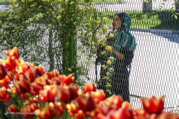 جشنواره گل های لاله در اراک