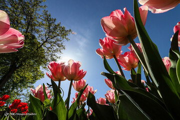 تصاویر | گوشه‌ای از بهشت ایران؛ جشنواره گل‌های لاله در اراک