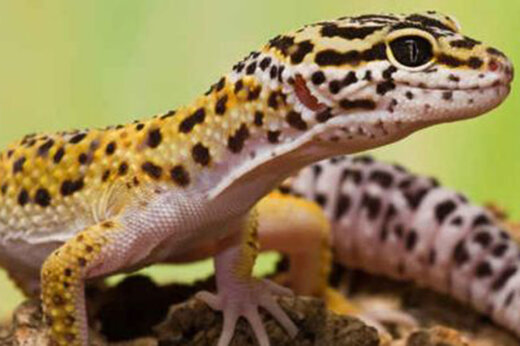 ببینید | مارمولکی که برای نجات همسرش، جان خود را به خطر انداخت