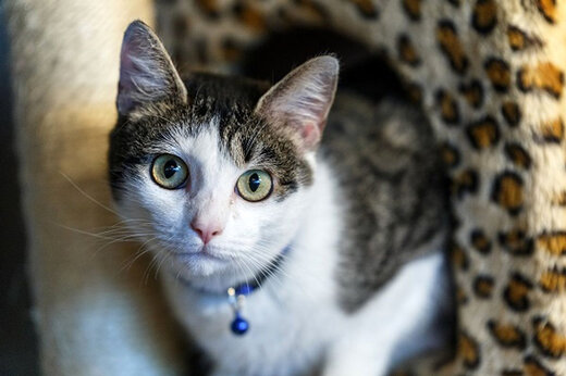 ببینید | تلاش خنده‌دار یک گربه برای شکار برف