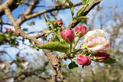 ببینید | زیبایی‌های طبیعت در بهار