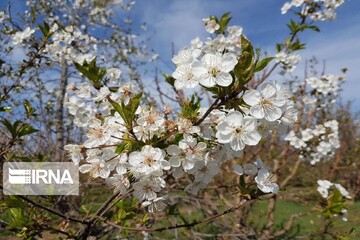 بهار طبیعت