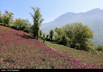 برداشت گل گاو زبان در گیلان