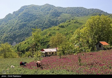 برداشت گل گاو زبان در گیلان