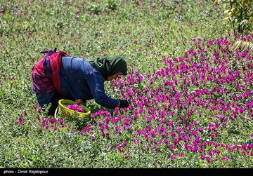 برداشت گل گاو زبان در گیلان