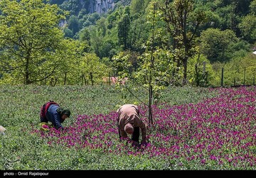 برداشت گل گاو زبان در گیلان