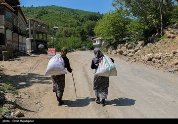 برداشت گل گاو زبان در گیلان