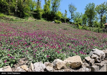 برداشت گل گاو زبان در گیلان