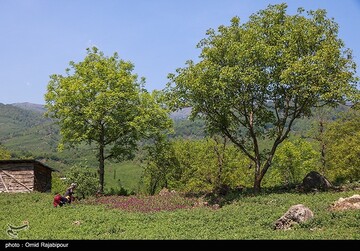 برداشت گل گاو زبان در گیلان