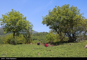 برداشت گل گاو زبان در گیلان