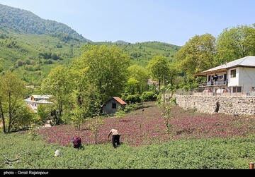 برداشت گل گاو زبان در گیلان