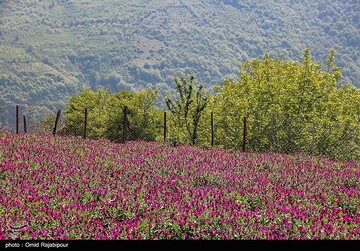 برداشت گل گاو زبان در گیلان