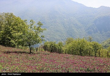 برداشت گل گاو زبان در گیلان