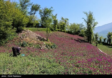 برداشت گل گاو زبان در گیلان