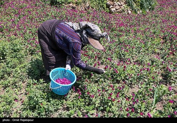 برداشت گل گاو زبان در گیلان