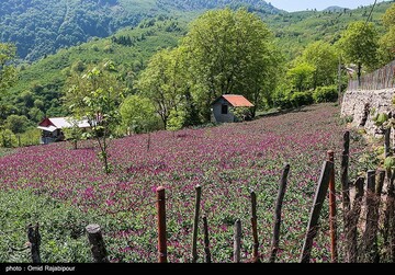 برداشت گل گاو زبان در گیلان