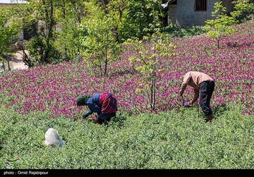 برداشت گل گاو زبان در گیلان