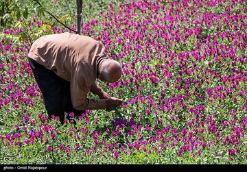 برداشت گل گاو زبان در گیلان