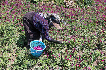 تصاویر | قاب‌هایی دیدنی از برداشت گل گاو زبان در گیلان