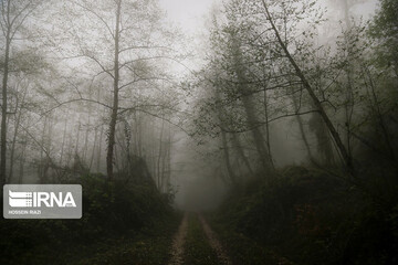 تصاویر | جنگل و دریاچه ارواح