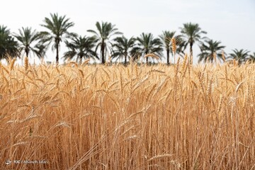 برداشت خوشه‌های گندم