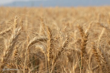 برداشت خوشه‌های گندم