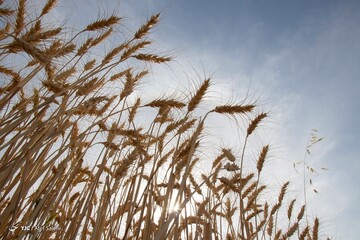 برداشت خوشه‌های گندم