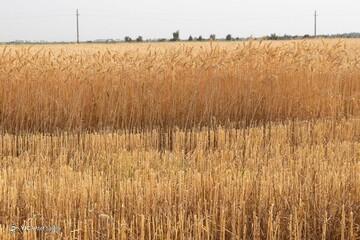 برداشت خوشه‌های گندم