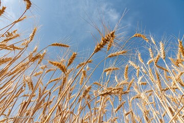 برداشت خوشه‌های گندم