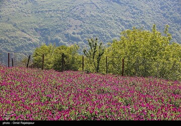 برداشت گل گاو زبان در گیلان