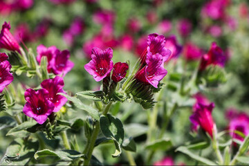 تصاویر | مزرعه‌ای دارویی به رنگ بنفش