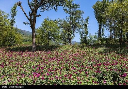 برداشت گل گاو زبان در گیلان