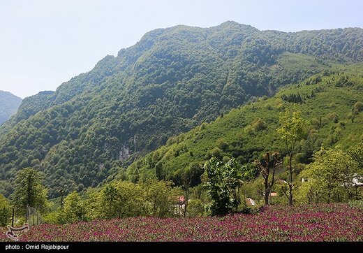 برداشت گل گاو زبان در گیلان