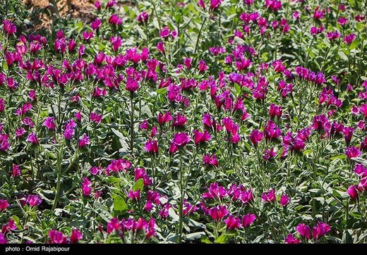 برداشت گل گاو زبان در گیلان