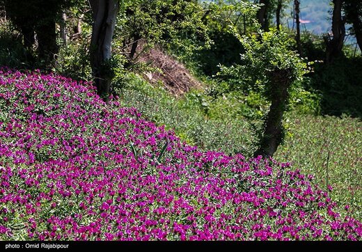 برداشت گل گاو زبان در گیلان