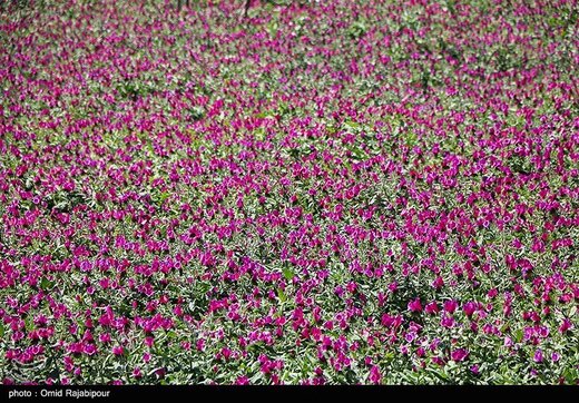 برداشت گل گاو زبان در گیلان