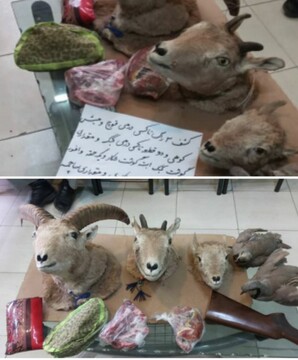 ‍ شکارچی حیوانات اشترانکوه دستگیر شد 