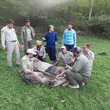 عملیات نجات پلنگ گرفتار شده در تله سیمی