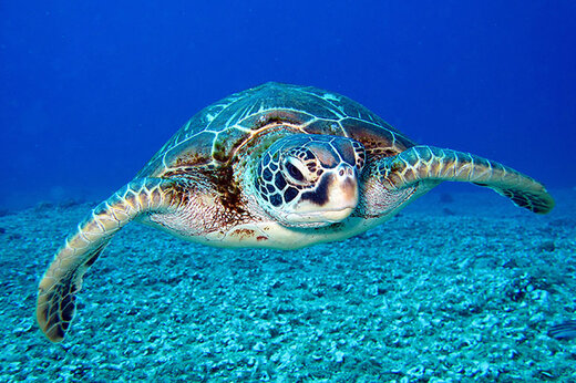 ببینید | ویدیویی نادر و جالب از لحظه چرت زدن لاکپشت در اعماق دریا