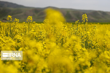 مزارع زیبای کلزا در خراسان شمالی