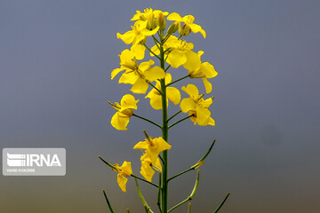 مزارع زیبای کلزا در خراسان شمالی