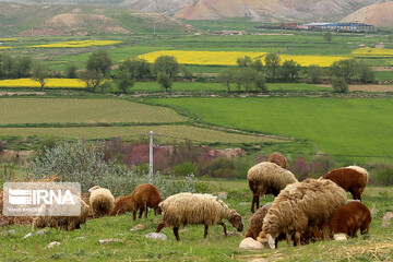 مزارع زیبای کلزا در خراسان شمالی