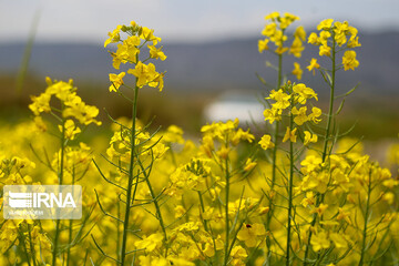 مزارع زیبای کلزا در خراسان شمالی