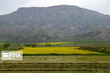 مزارع زیبای کلزا در خراسان شمالی