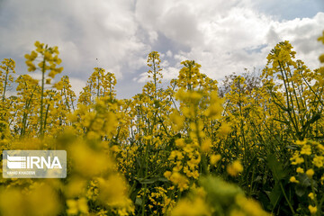 مزارع زیبای کلزا در خراسان شمالی